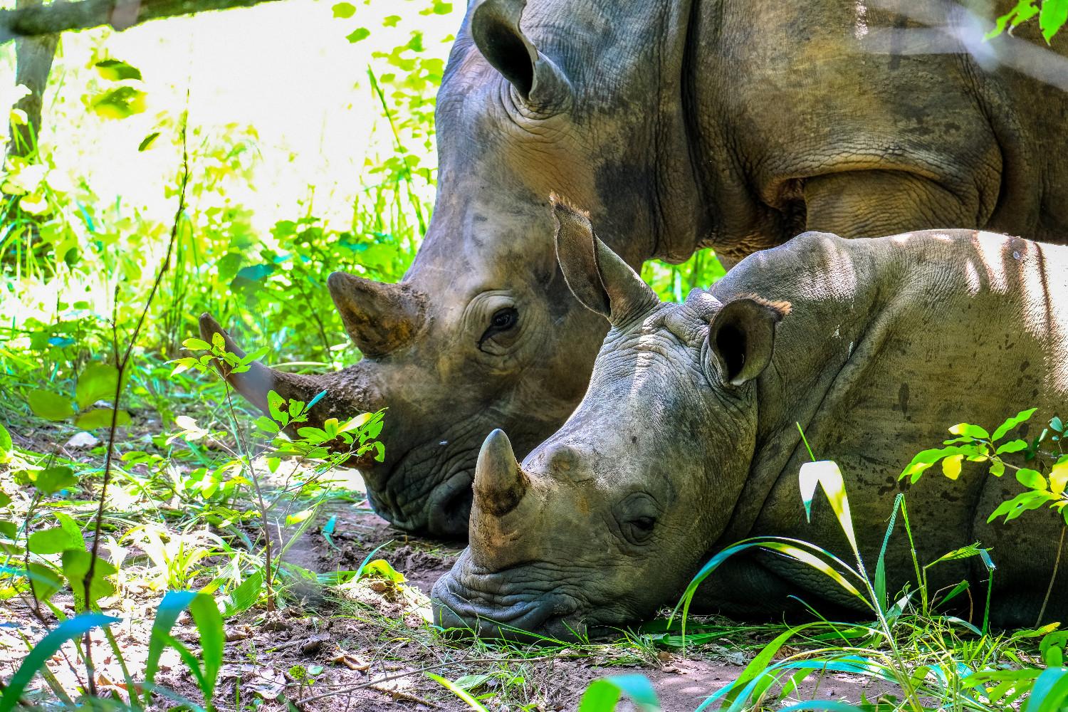 Wildlife Tourism in Assam: An Unprecedented Surge of Over 100,000 Visitors Celebrates Nature’s Bounty