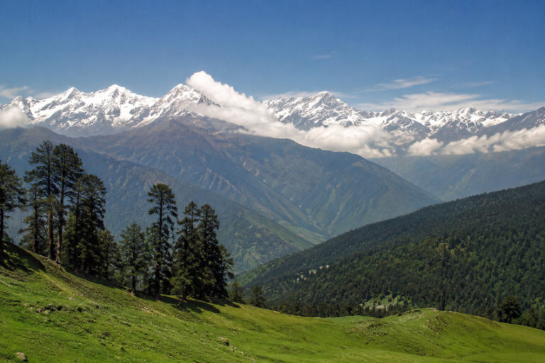 Snow-capped mountain range under a blue sky, viewed from a grassy hillside with pine trees in the foreground.