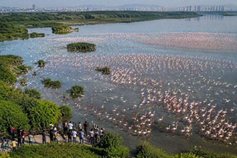 Massive flock of pink flamingos wading in a shallow lake, viewed from a viewing platform with spectators, greenery, and a distant city skyline.