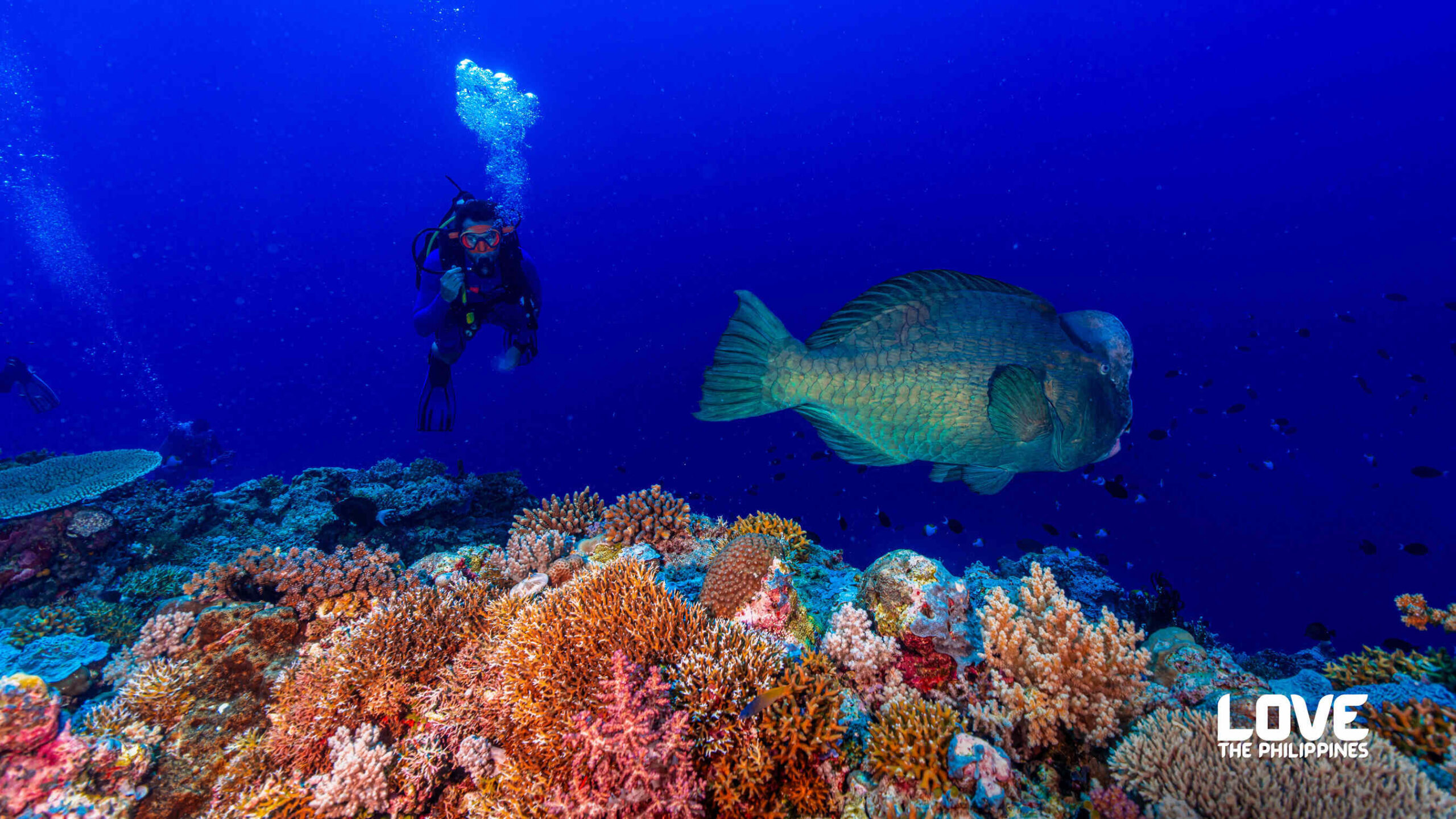 Discover the Philippines: The Ultimate Diving Sanctuary with Breathtaking Marine Diversity