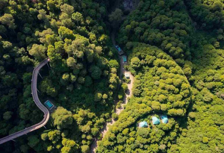 Aerial view of a dense forest with a curved wooden boardwalk and turquoise camping tents on a hillside.