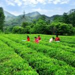 Discover the Charm of Luxi Village: A New Tea Tourism Gem in Anhui, China