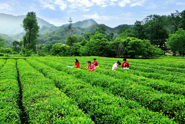 Discover the Charm of Luxi Village: A New Tea Tourism Gem in Anhui, China