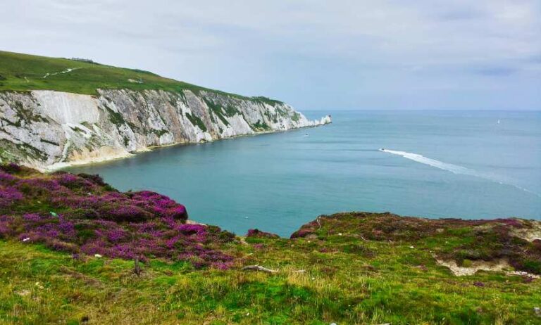 Cliffside coastline with white chalk cliffs, green fields, and purple heather overlooking calm blue sea.
