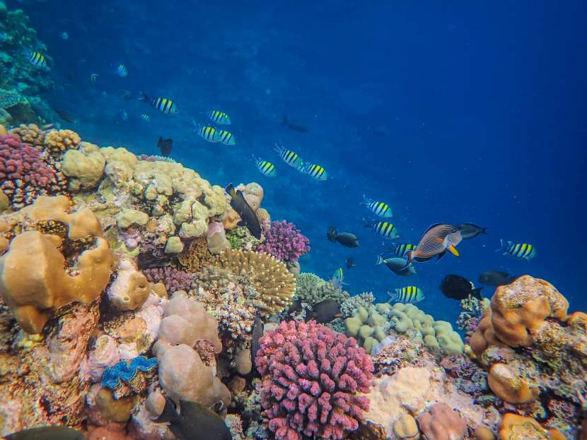 Sun Siyam Olhuveli Unveils Coral Adoption Program for Earth Day in the Maldives