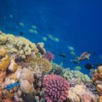 Why Lakshadweep is Becoming the Go-To for Luxury Beach Getaways for Indian Travellers
