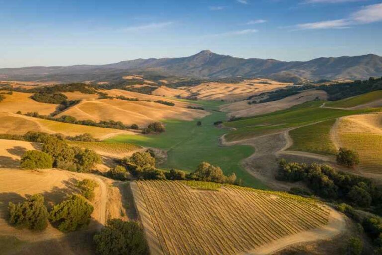 Aerial view of rolling golden fields and green patches with vineyards, stretching toward distant mountains under a blue sky.