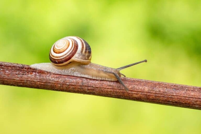 Snail crawling along a brown twig with a spiral-patterned shell and a bright green blurred background.
