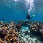 Eastern Visayas: Pioneering Dive Tourism in Sogod Bay While Protecting Marine Riches