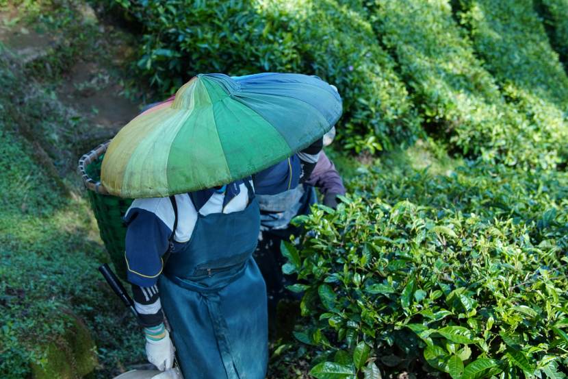 Exploring Tea Tourism: The New Wave of Luxury Travel in India