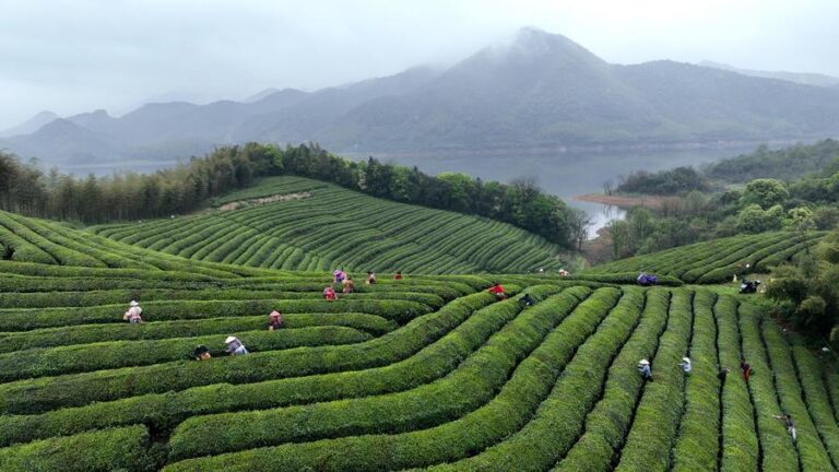 Terraced green tea fields on rolling hills with workers harvesting leaves and distant mountains under a cloudy sky.