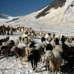 Discovering Himachal Pradesh: The Pinnacle of Mountain Travel in 2026
