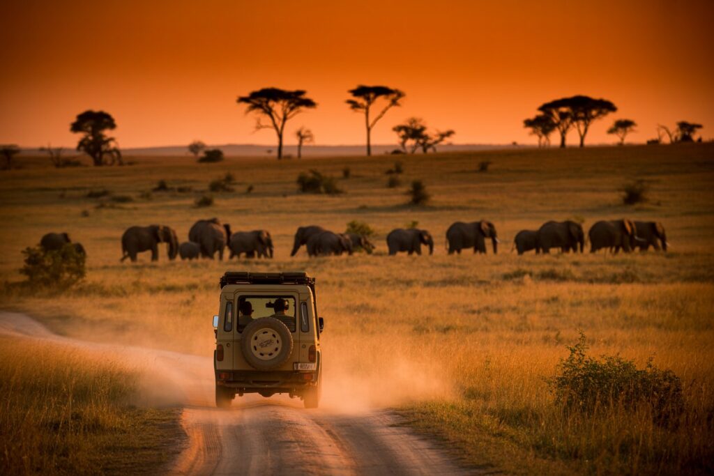 Safari jeep on a dusty road at sunset with a herd of elephants grazing in the savanna.