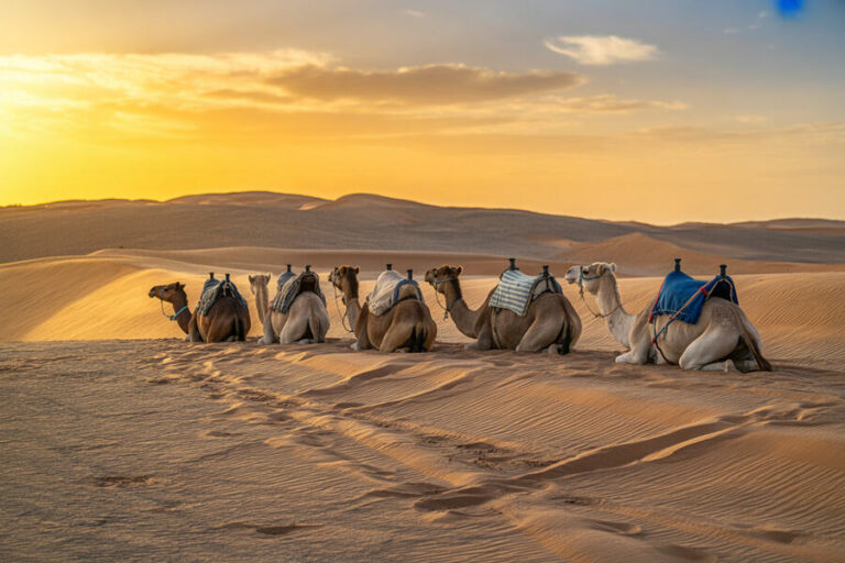 A line of camels with saddles sitting in golden sand dunes at sunset.