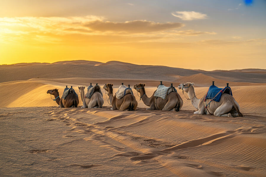 Experience the Rapid Growth of Tourism in Morocco’s Western Sahara