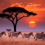 Brazil and African Nations Unite to Elevate Kenya’s Tourism in 2026