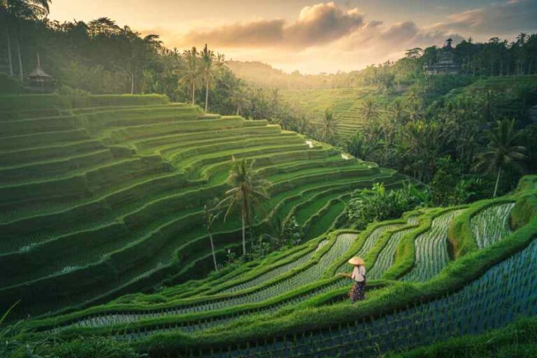 Terraced rice fields at sunset with a person in a conical hat walking along the steps.