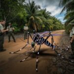 Travelers on Alert as Asian Tiger Mosquitoes Enter Queensland: What You Need to Know