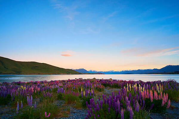 New Zealand Launches Advanced Immigration Online System for Group Travel Visas
