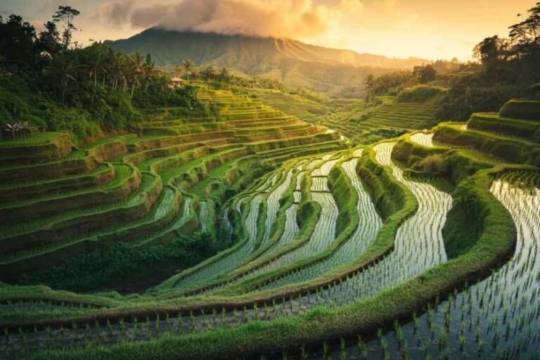 Terraced rice fields cascading down a valley at sunrise, with lush green paddies and distant trees.