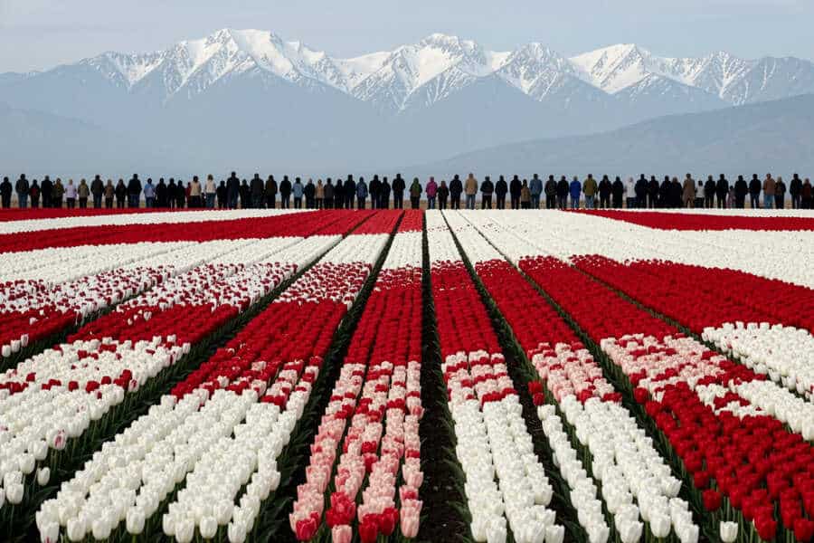 Kashmir’s Dual Delight: Fresh Snowfall and Tulip Blooms Redefine Winter Travel