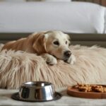 Experience the New V.I.P(ets) STAY Offer at Virgin Hotels for National Pet Month