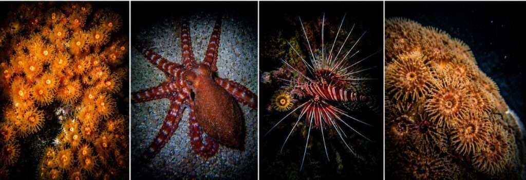 Four-panel underwater collage featuring orange coral polyps, a red octopus on a rocky seabed, a brittle star with long spines and an orange anemone nearby, and close-up brown-orange coral polyps forming a reef edge.