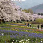 Spring 2026: A Blossoming Season that Draws Tourists to Nature’s Wonders in the U.S.