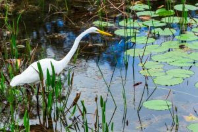White egret wading through a shallow pond among lily pads and tall reeds.