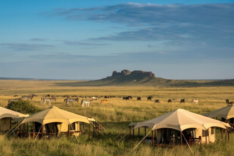 Safari camp scene with cream canvas tents on a golden grass plain, a herd of zebras and wildebeests grazing under a blue sky. The distant rocky hill dominates the horizon.