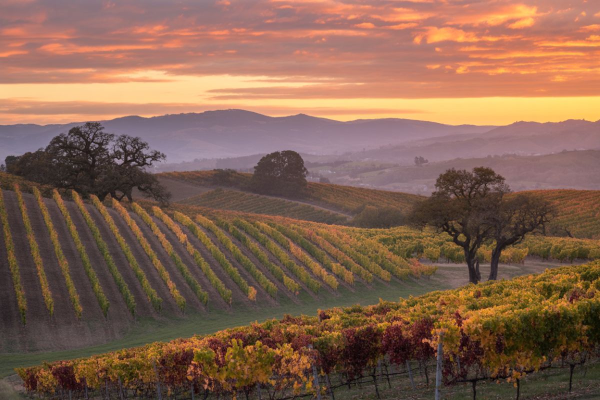 Uncover the Allure of Sonoma County, California: A Year-Round Destination for Wine Lovers, Nature Enthusiasts, and Culture Seekers