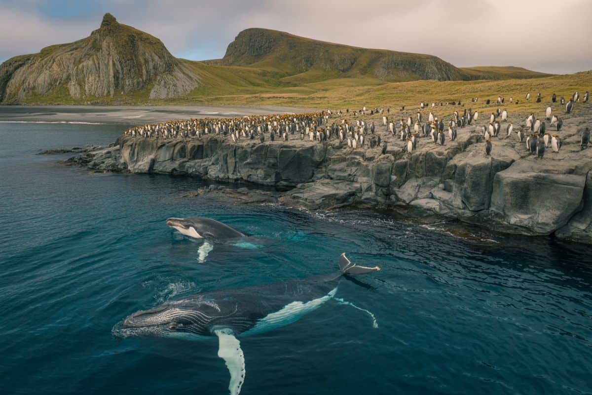 Australia’s Landmark Expansion of Macquarie Island Marine Park: A New Era for Ocean Conservation