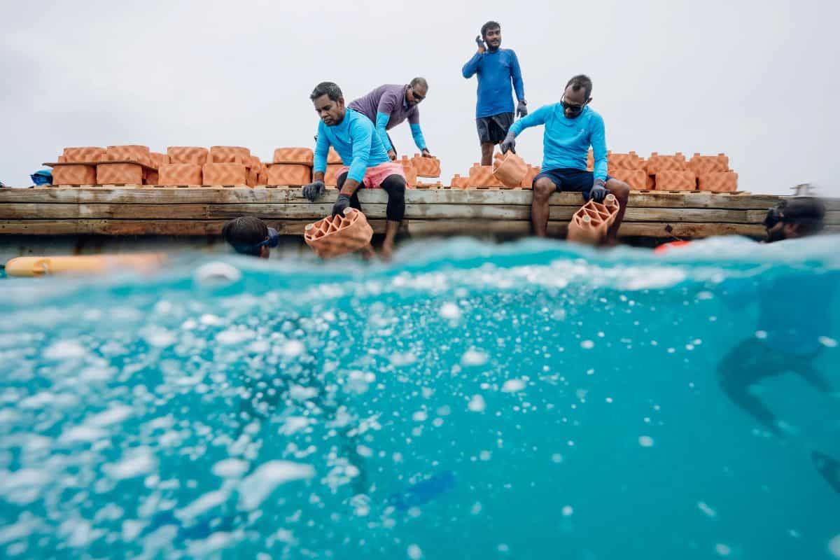 Anantara Dhigu Maldives Reef Restoration Project Emerges as Blueprint for Regenerative Tourism Growth, Shaping Future Hospitality Transformation Across Island Destinations