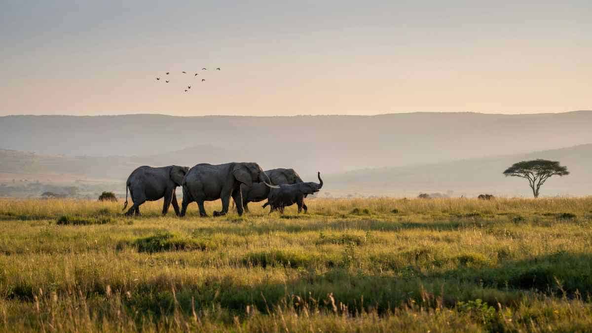 Discover the Rise of Soft Luxury Safaris in East Africa: Exclusive Eco-Lodges and Conservation in 2026