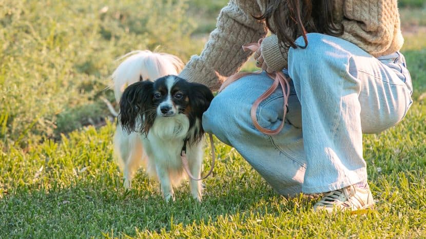 Virgin Australia Enhances Pet Travel with New Services from Adelaide Airport
