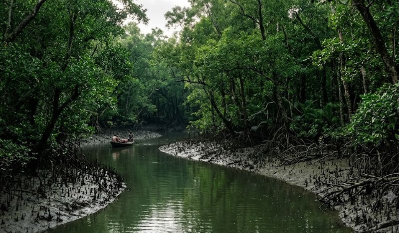 Sundarbans Travel Takes A Bold Conservation Turn As Temporary Tourism Closure Protects The World’s Largest Mangrove Forest And Redefines Nature Escapes In India