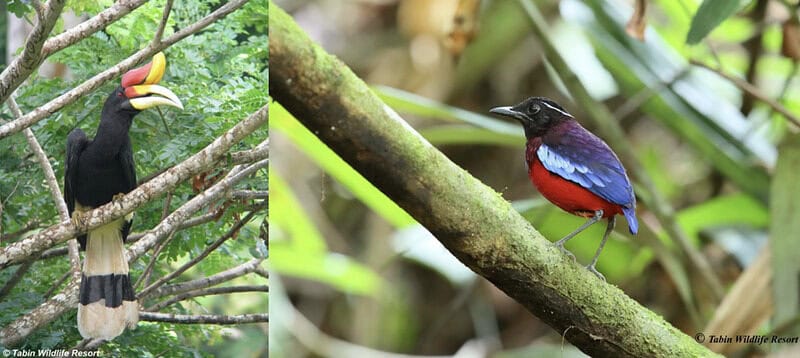 Malaysia Strengthens Its Global Standing in Wildlife Tourism at Global BirdFair 2026