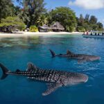 Experience the Thriving Whale Shark Tourism in Pintuyan, Philippines