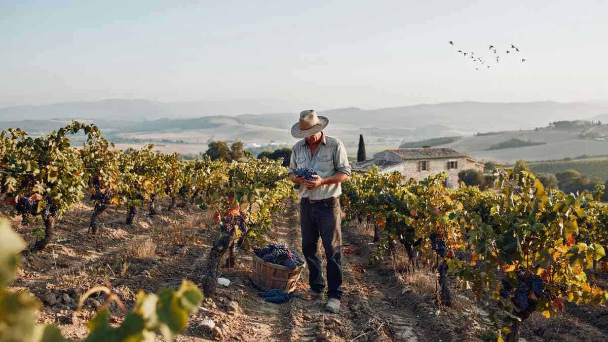 Spain, La Rioja, Ribera del Duero and Jerez Elevate Wine Tourism with New Data Intelligence Platform. Could Personalised Vineyard Experiences Attract More Global Travellers?