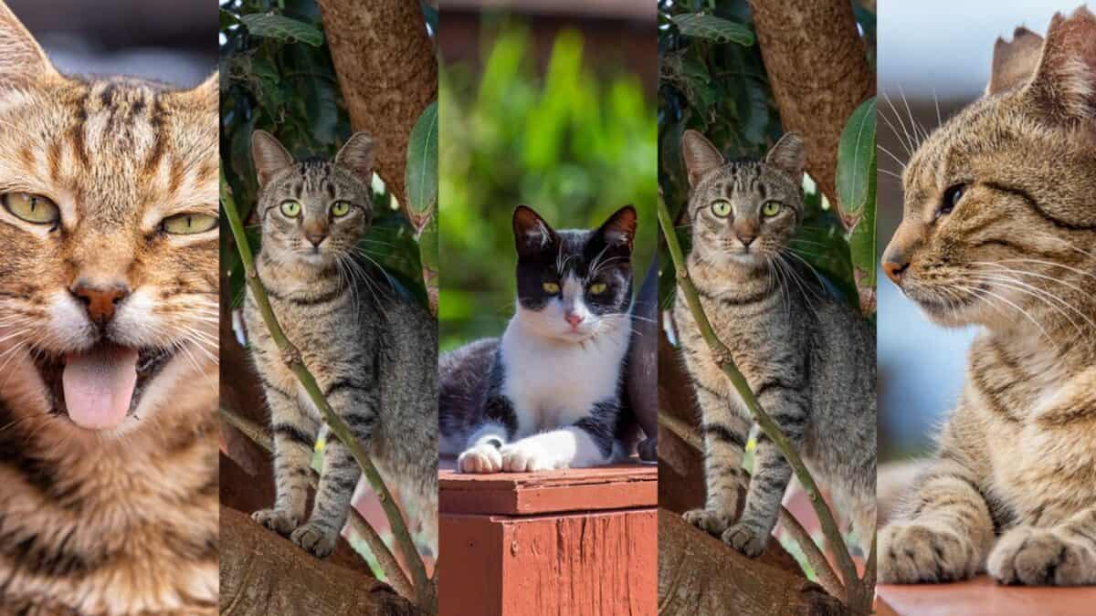 Experience Cat Sanctuary Tours at Four Seasons Resorts in Hawaii – A Dream for Feline Enthusiasts