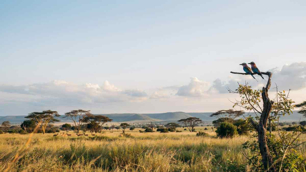 Embrace the Slow Safari: Kruger National Park Pioneers Conservation-First Wildlife Tourism in South Africa