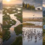 Discover Slovenia and Its Eco Tourism Neighbors: Europe’s Best-Kept Secrets for Wildlife Photography