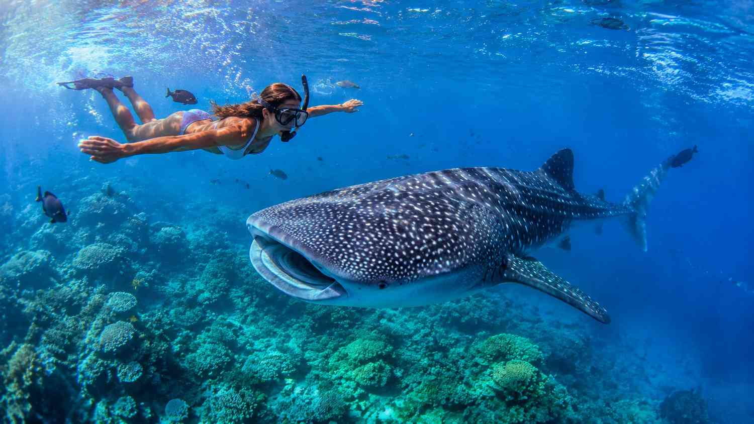 Mozambique Joins Forces with Island Nations to Boost Marine Adventure Tourism Amid Rising Eco-conscious Travel Demand